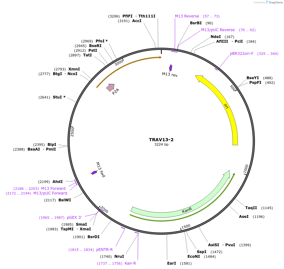 237971-plasmid-map-sequence-id-475842