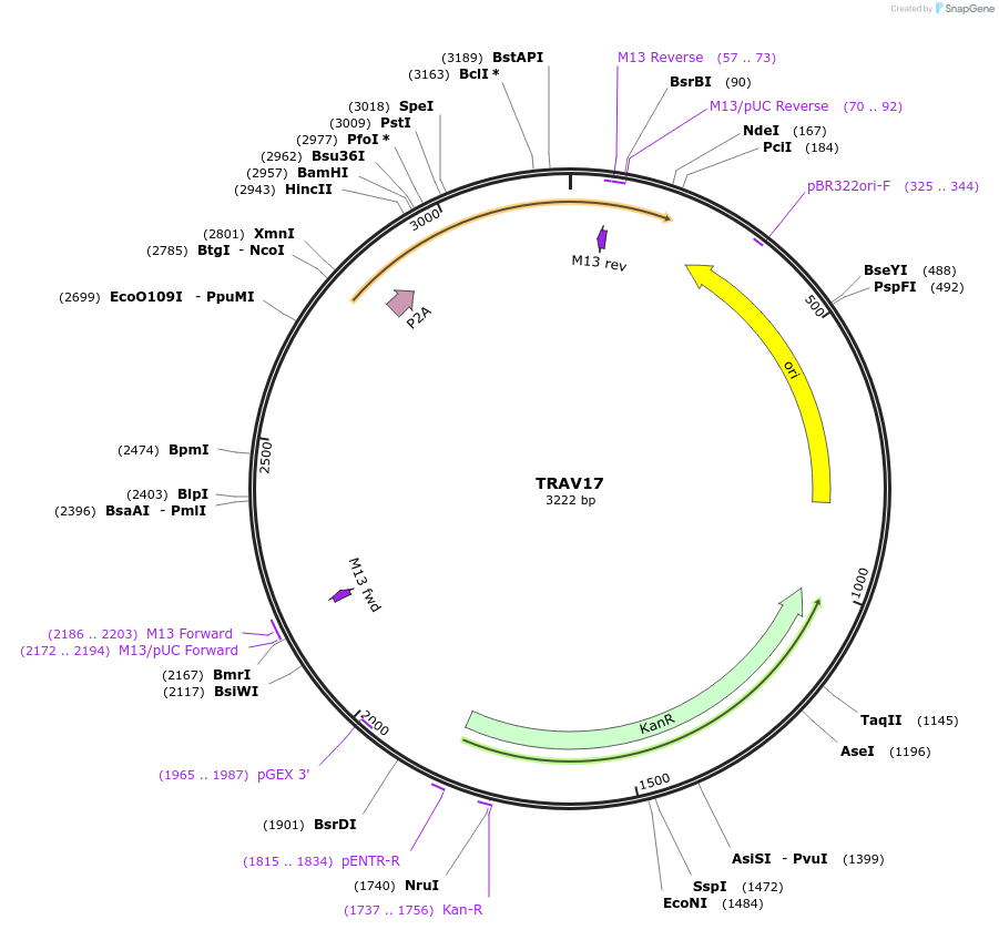 237974-plasmid-map-sequence-id-475845
