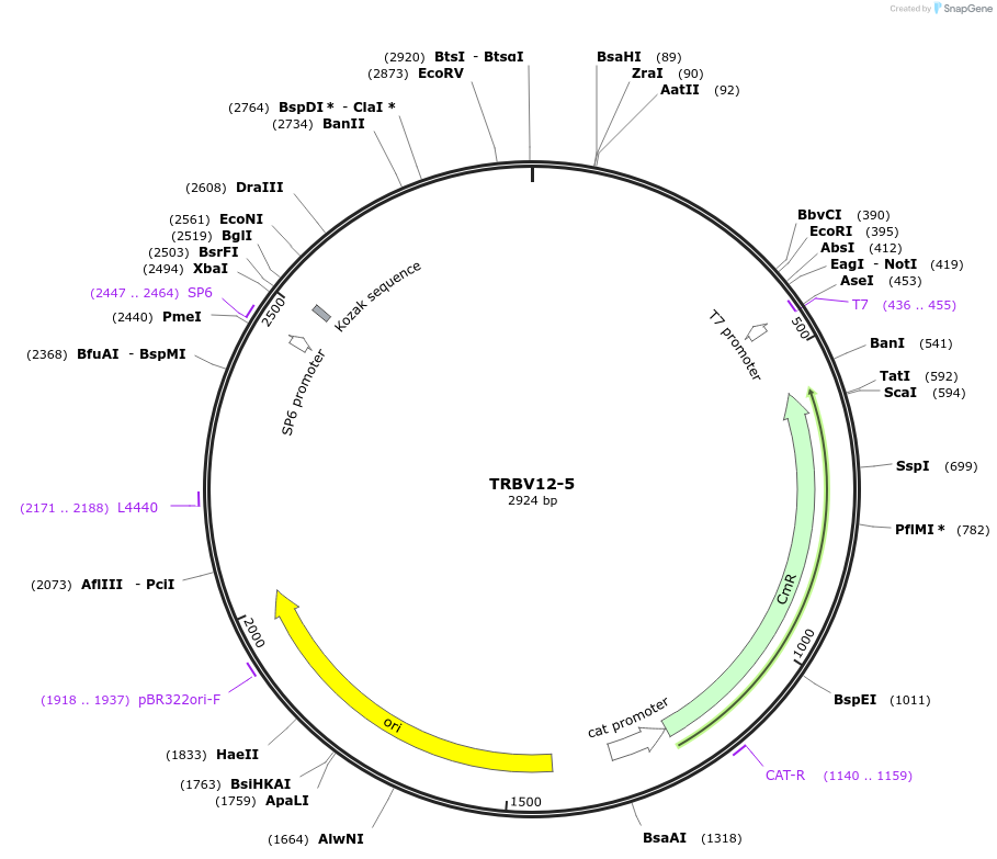 237937-plasmid-map-sequence-id-475846