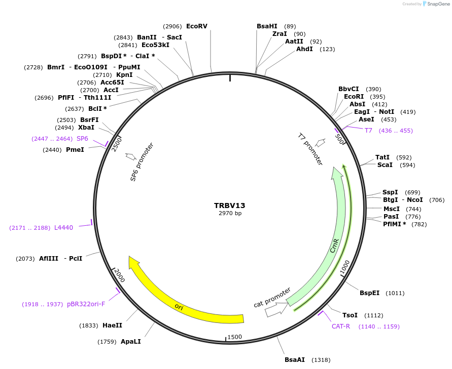 237938-plasmid-map-sequence-id-475847