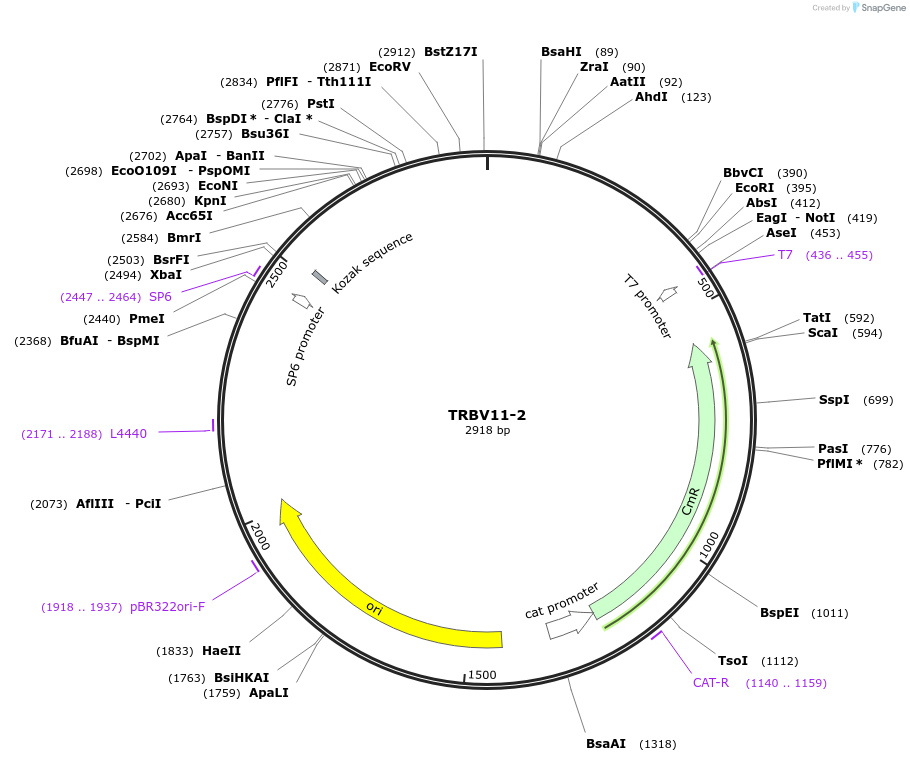 237933-plasmid-map-sequence-id-475850