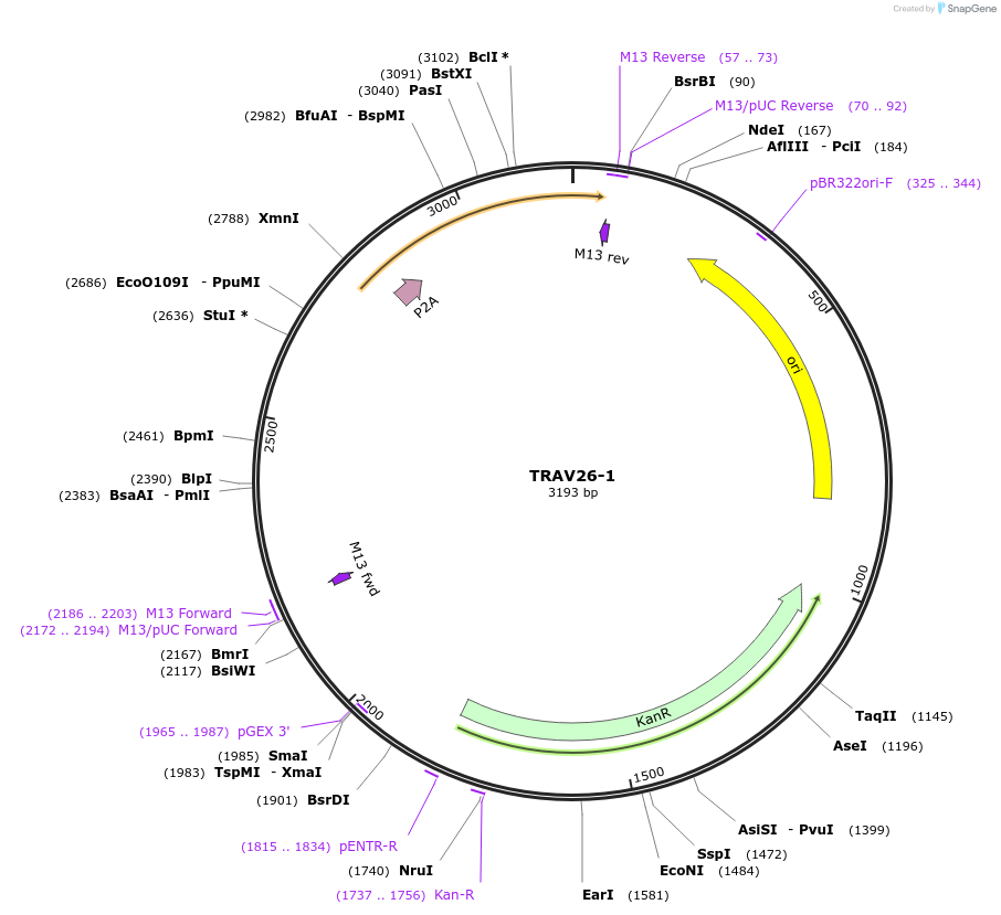 237983-plasmid-map-sequence-id-475852