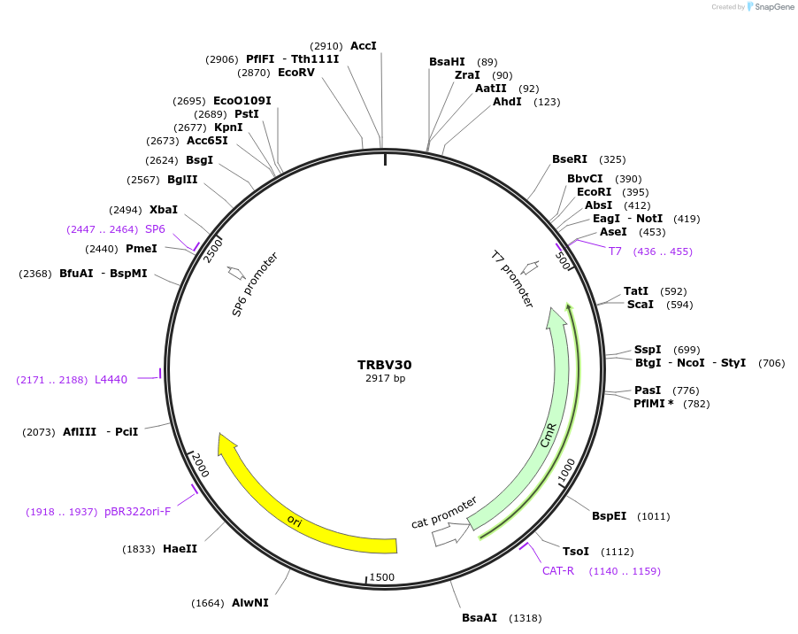 237950-plasmid-map-sequence-id-475855