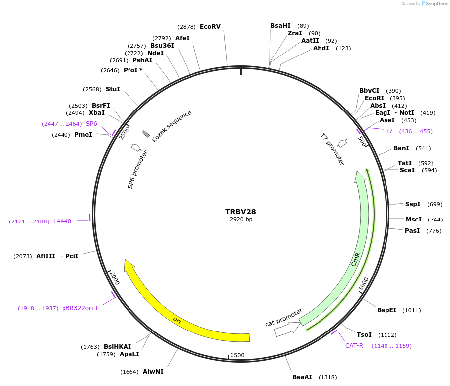 237948-plasmid-map-sequence-id-475856