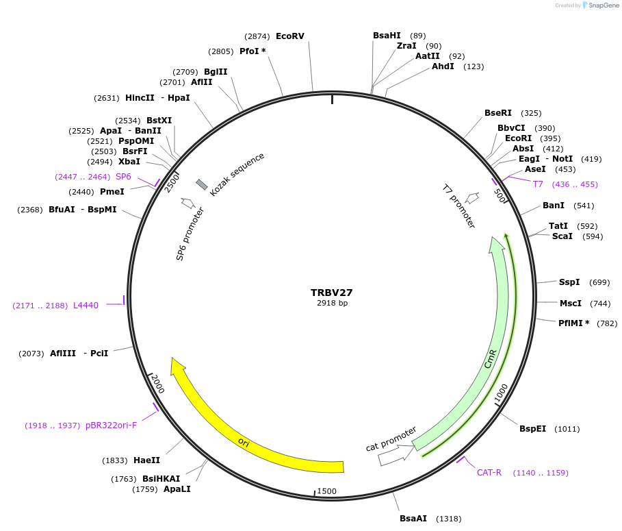 237947-plasmid-map-sequence-id-475857