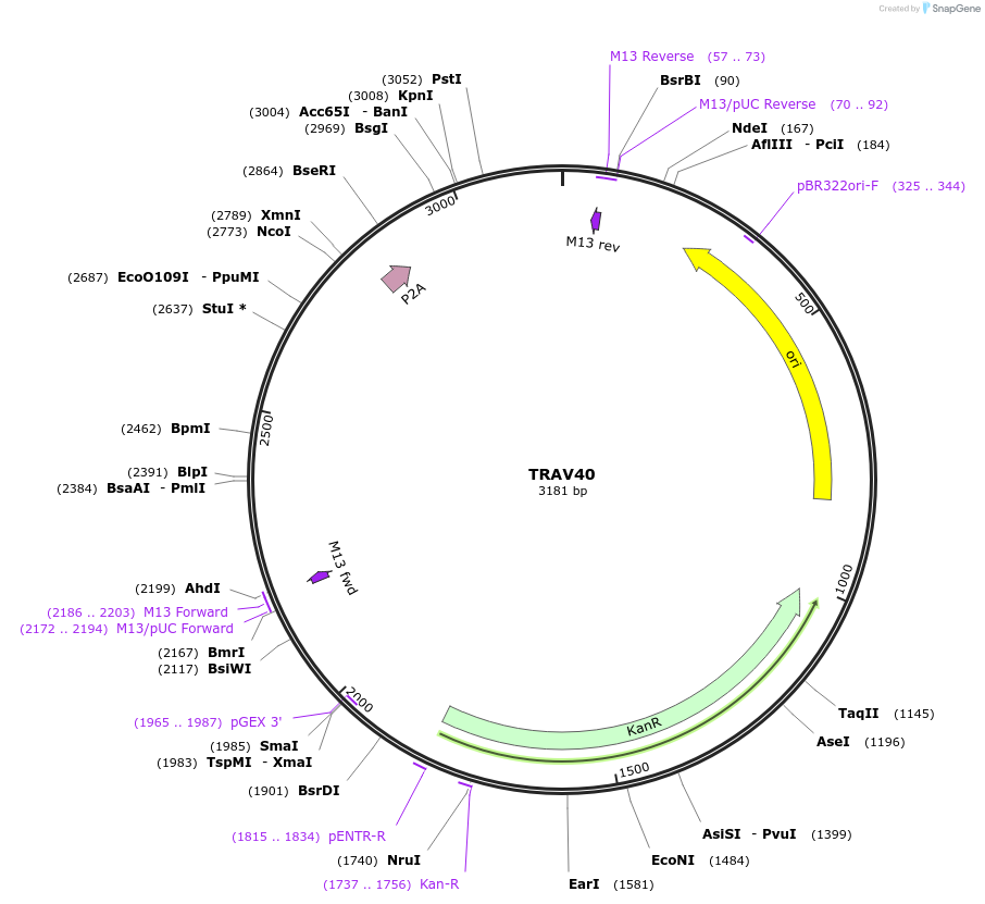 237994-plasmid-map-sequence-id-475860