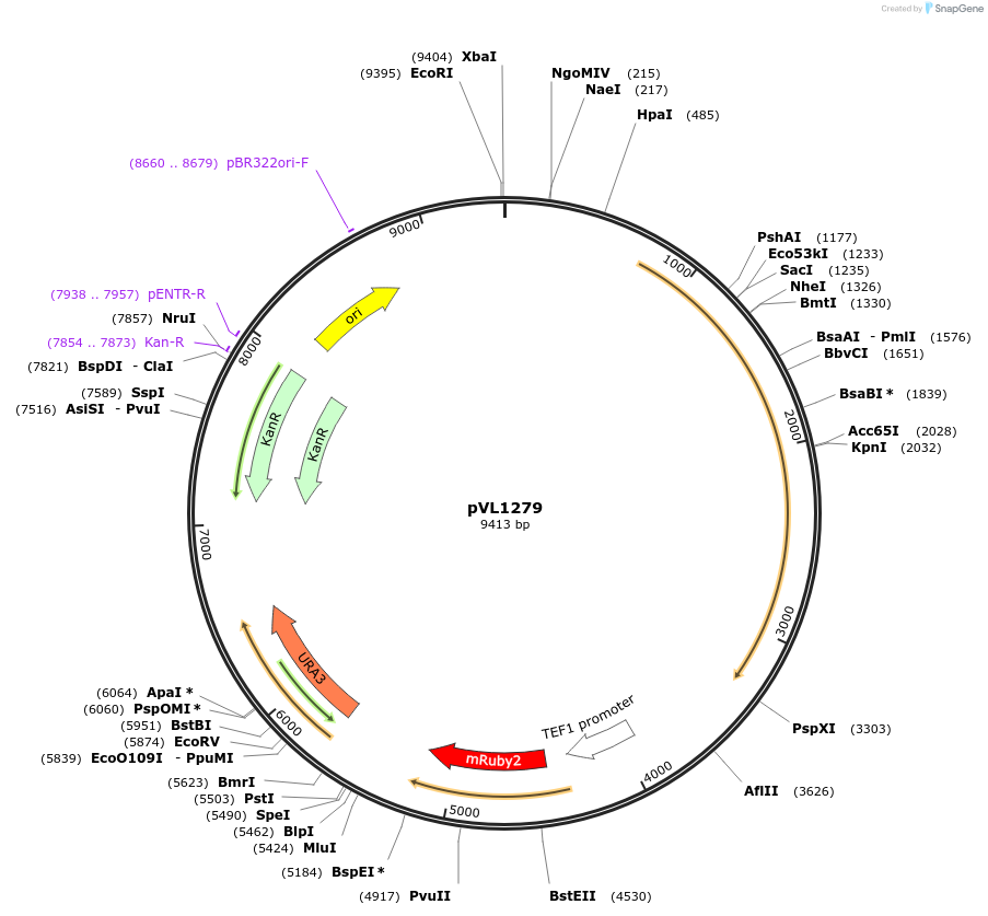 239538-plasmid-map-sequence-id-475862
