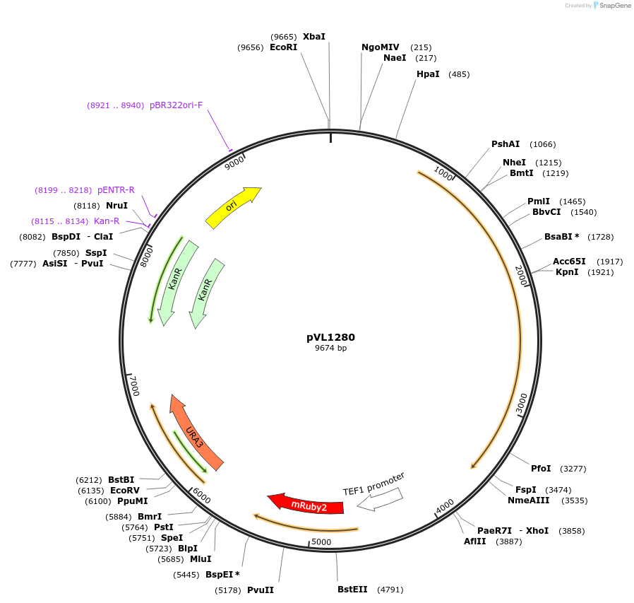 239539-plasmid-map-sequence-id-475864