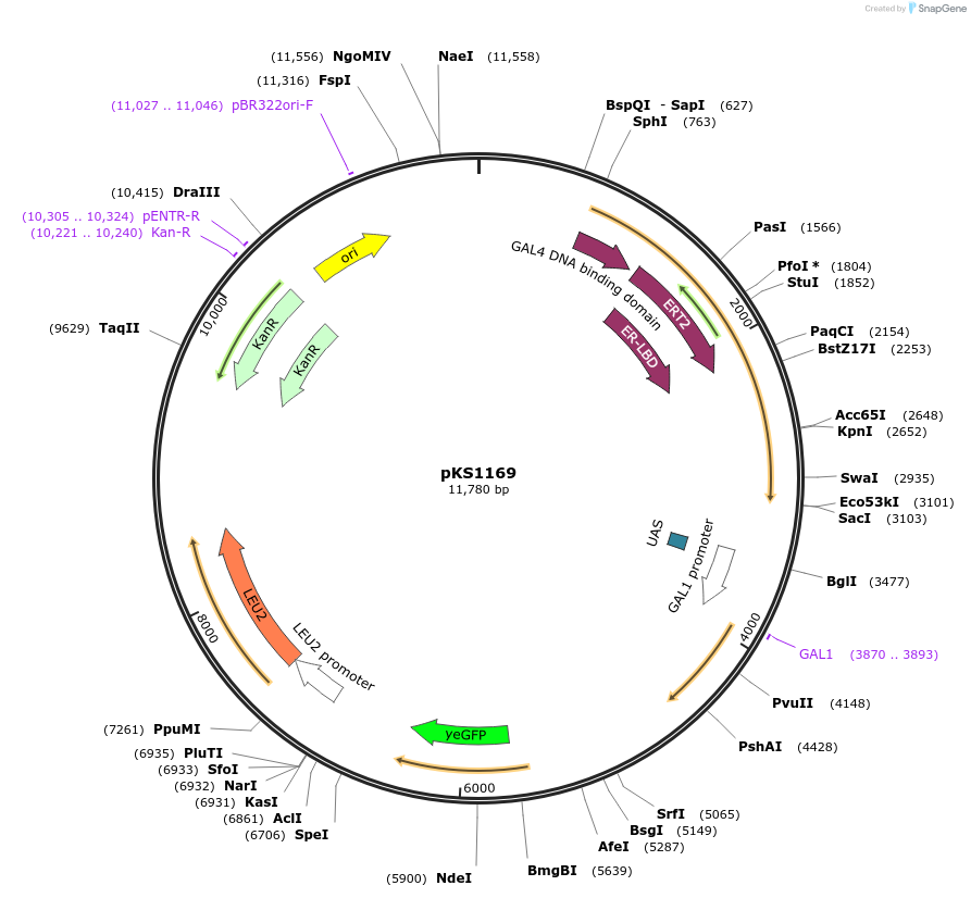 239503-plasmid-map-sequence-id-475865
