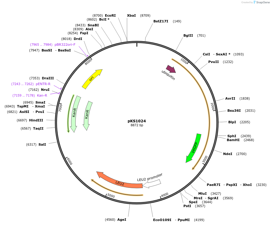 239495-plasmid-map-sequence-id-475870