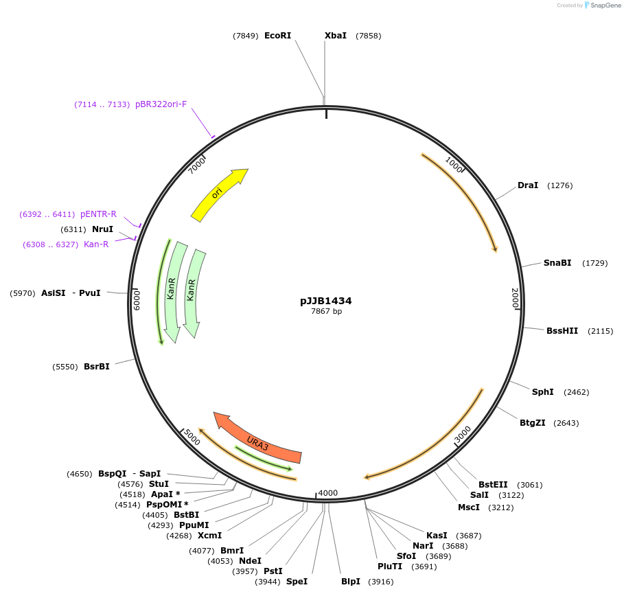239494-plasmid-map-sequence-id-475871