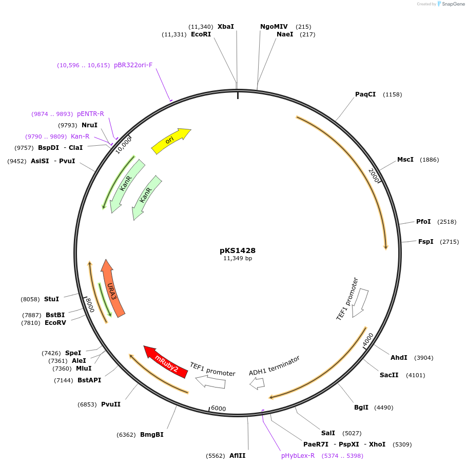 239513-plasmid-map-sequence-id-475875