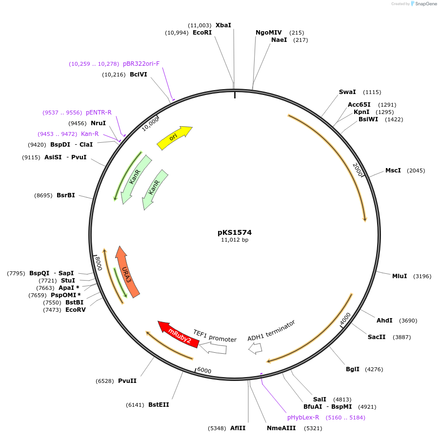 239522-plasmid-map-sequence-id-475877