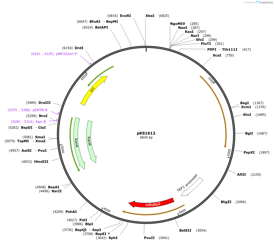 239530-plasmid-map-sequence-id-475878