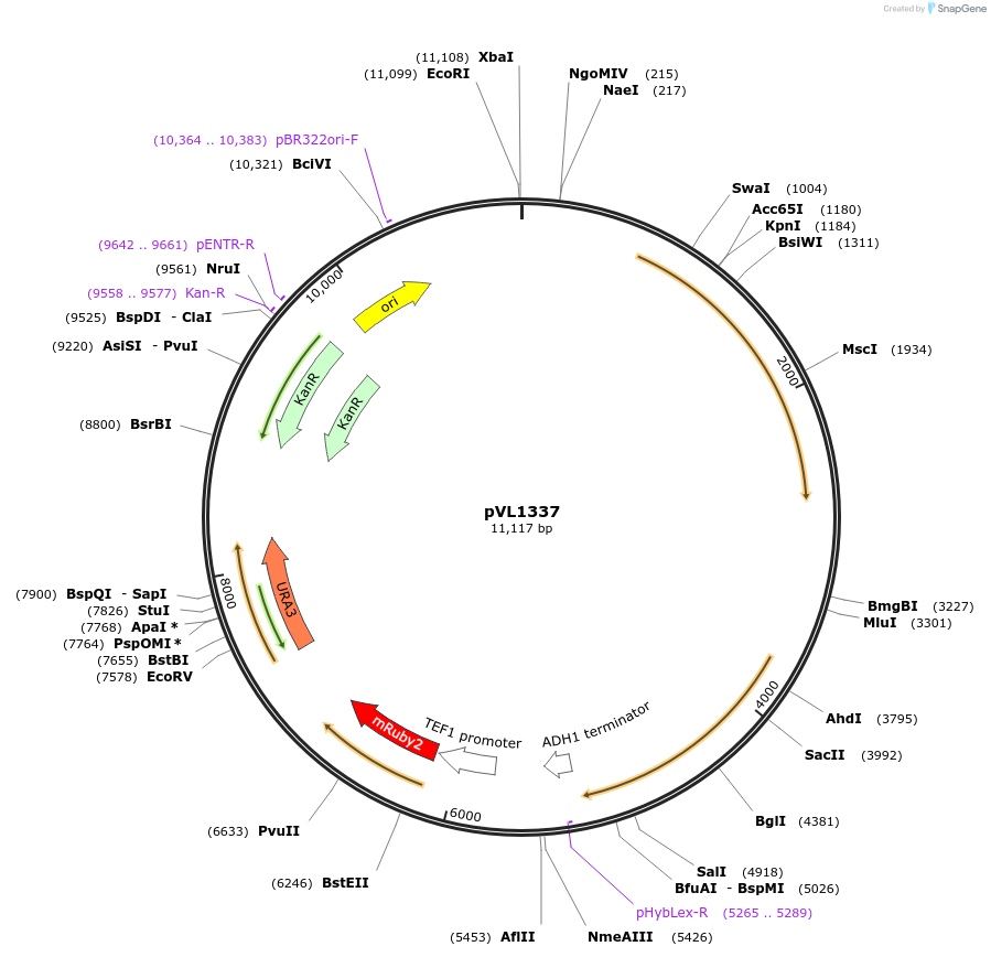 239541-plasmid-map-sequence-id-475879
