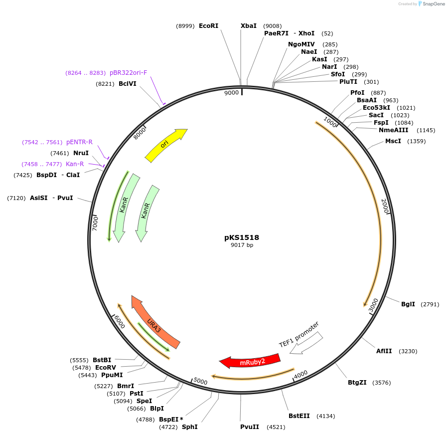 239519-plasmid-map-sequence-id-475880