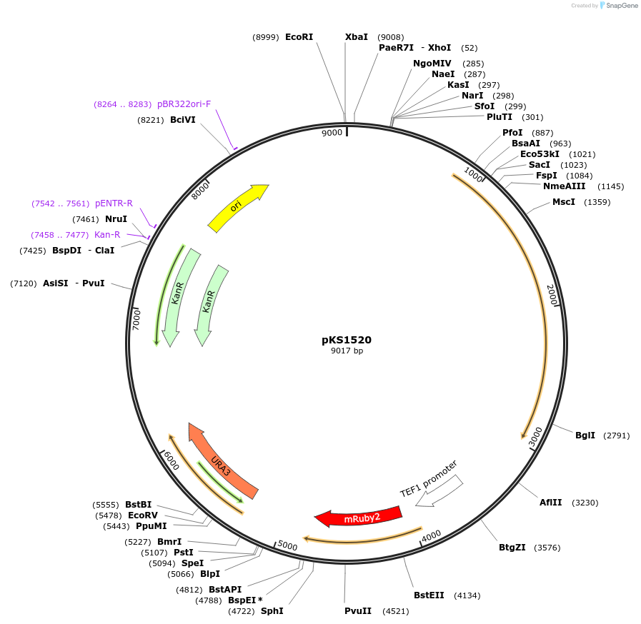 239520-plasmid-map-sequence-id-475881
