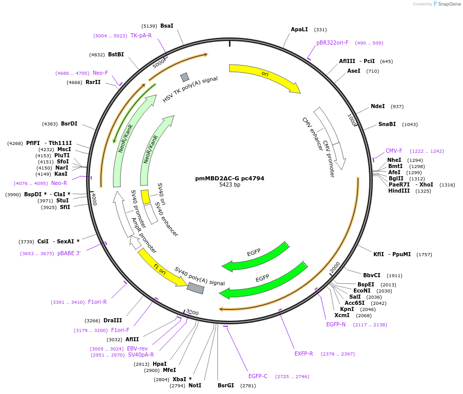 229757-plasmid-map-sequence-id-475883
