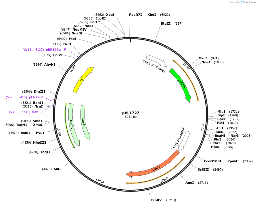 239544-plasmid-map-sequence-id-475885