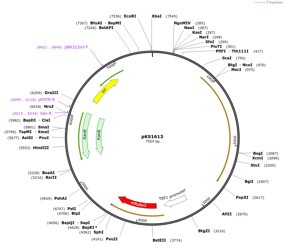 239531-plasmid-map-sequence-id-475886