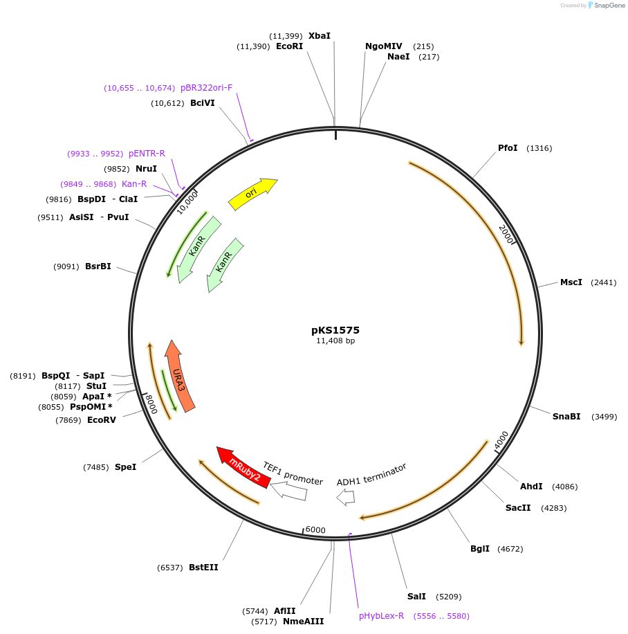 239523-plasmid-map-sequence-id-475887