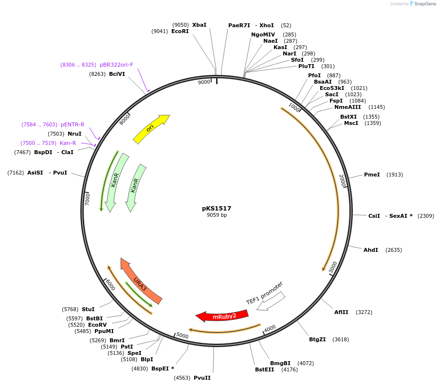239518-plasmid-map-sequence-id-475888