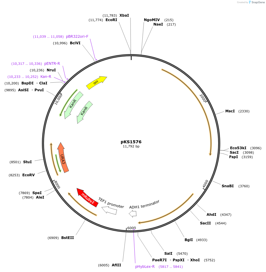 239524-plasmid-map-sequence-id-475895