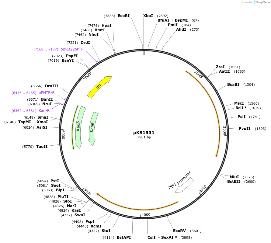 239521-plasmid-map-sequence-id-475896