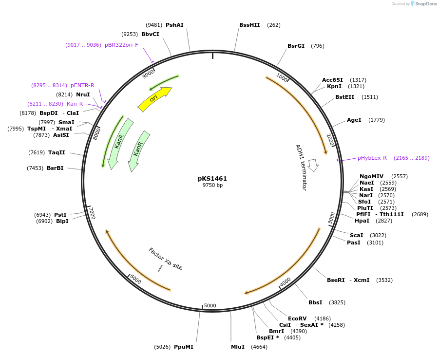 239515-plasmid-map-sequence-id-475897