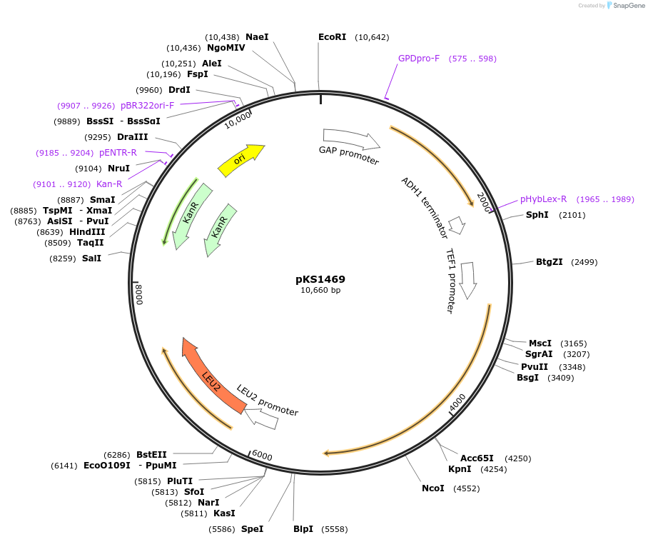239517-plasmid-map-sequence-id-475898