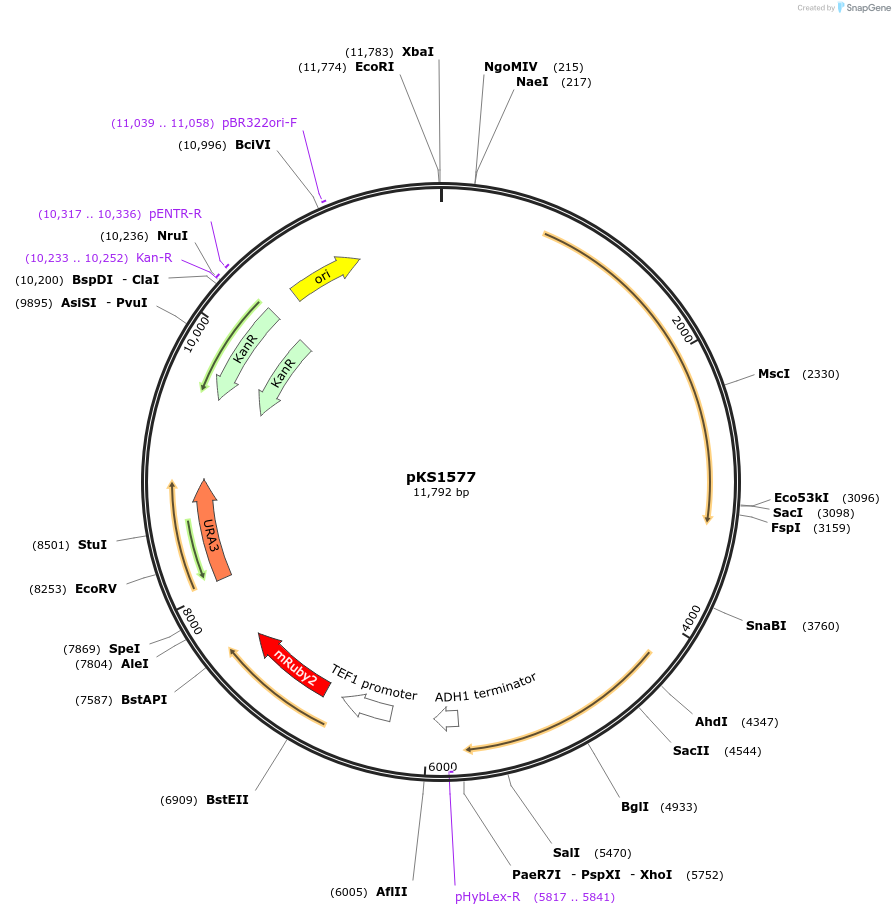 239525-plasmid-map-sequence-id-475912