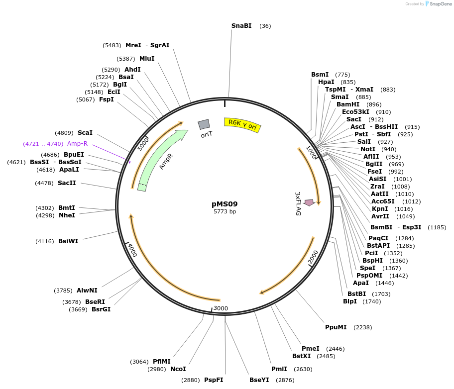 230073-plasmid-map-sequence-id-475919
