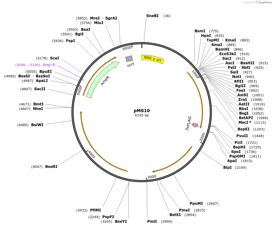 230074-plasmid-map-sequence-id-475920