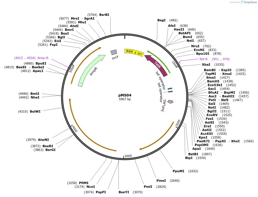 230068-plasmid-map-sequence-id-475921