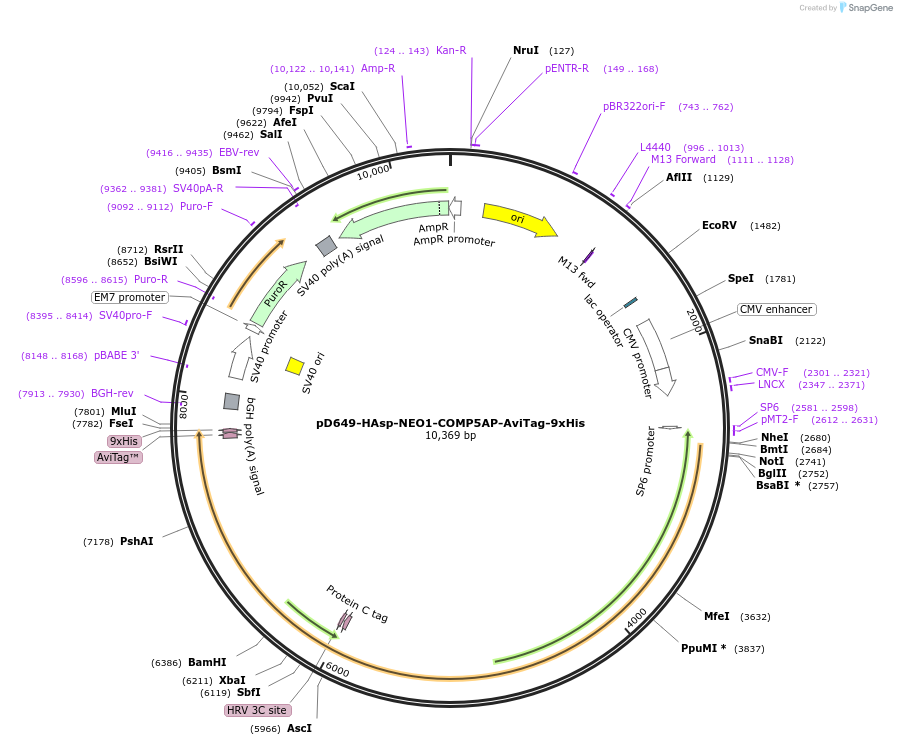 157594-plasmid-map-sequence-id-475923