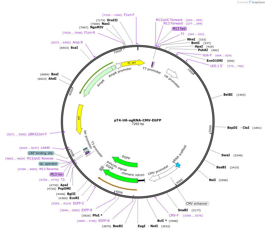239587-plasmid-map-sequence-id-475925