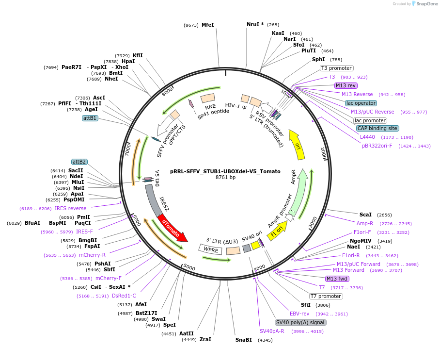 238129-plasmid-map-sequence-id-475927