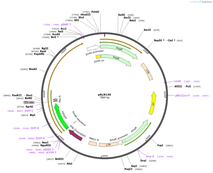 239798-plasmid-map-sequence-id-475929