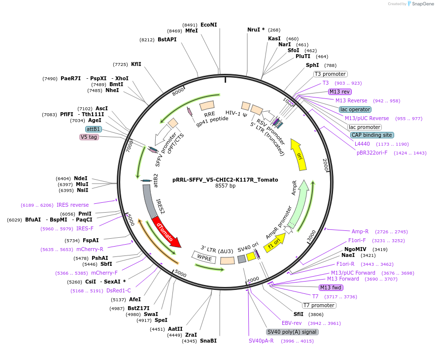 238127-plasmid-map-sequence-id-475930