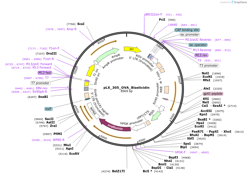 238124-plasmid-map-sequence-id-475932
