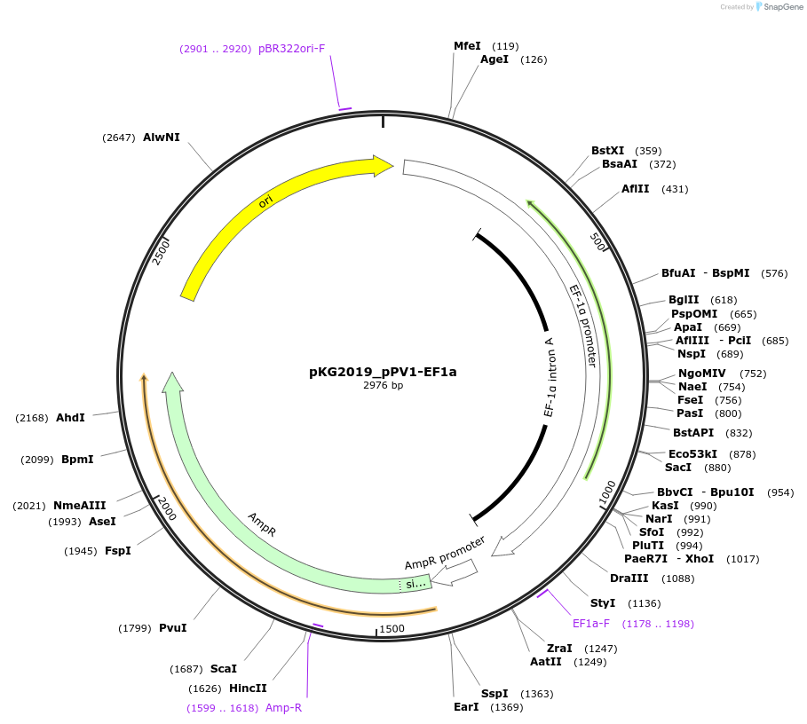 239687-plasmid-map-sequence-id-475936