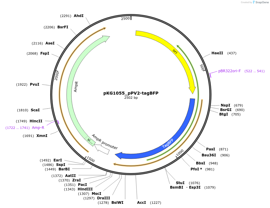 239697-plasmid-map-sequence-id-475937