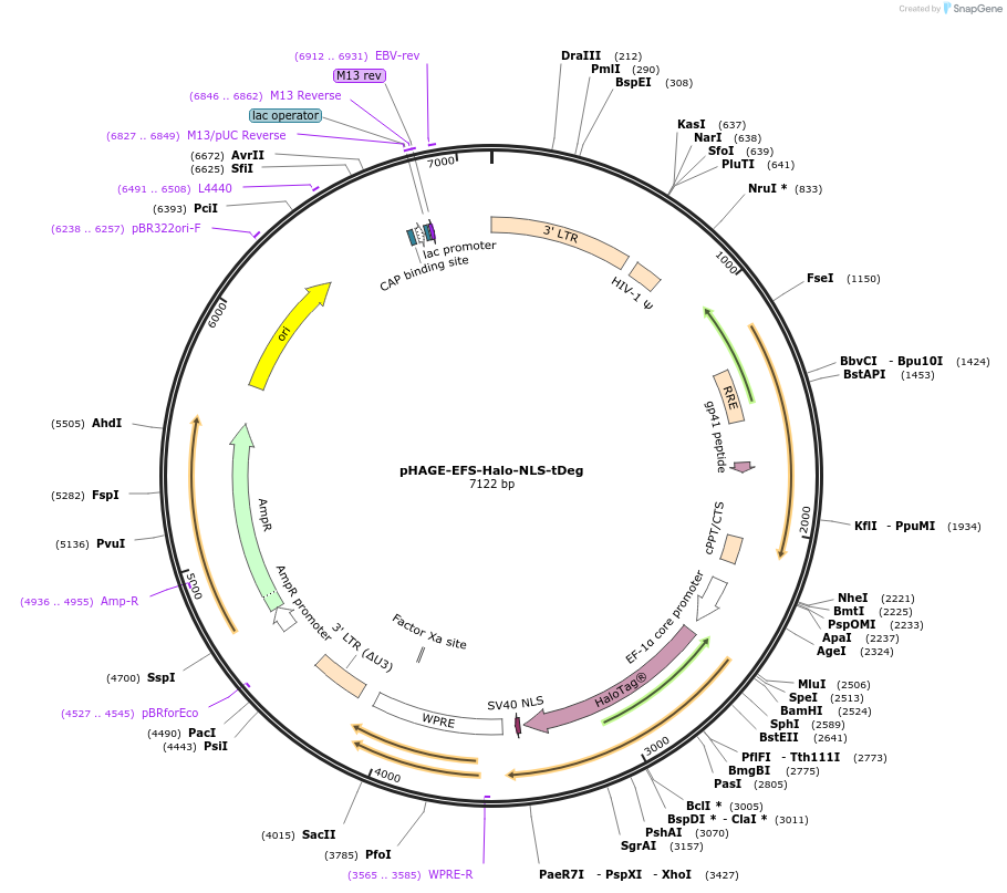 236370-plasmid-map-sequence-id-475938