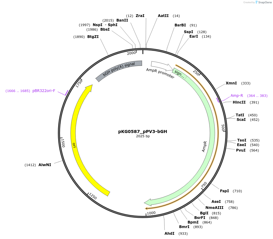 239701-plasmid-map-sequence-id-475939