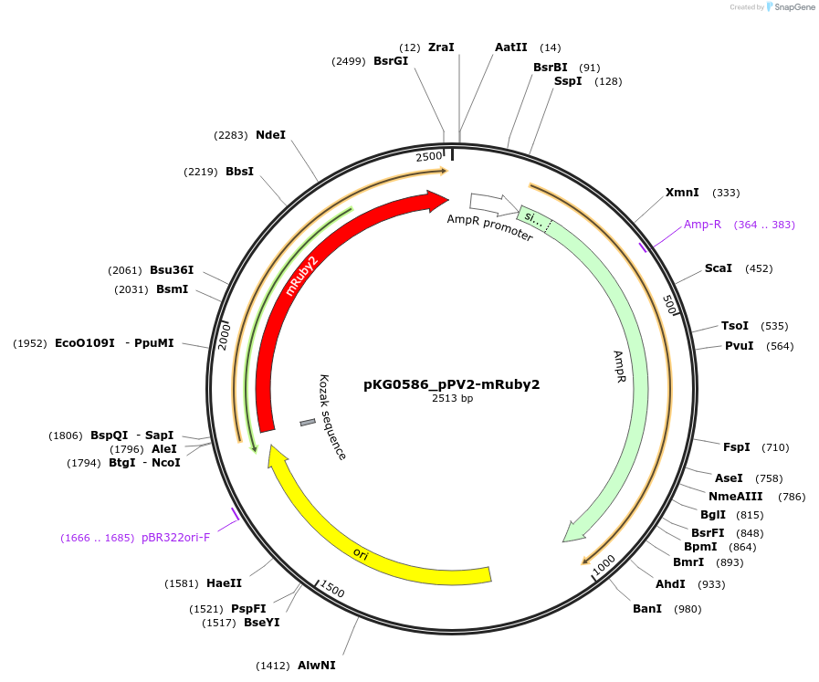 239695-plasmid-map-sequence-id-475940