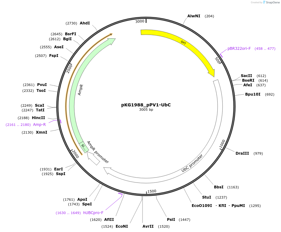239689-plasmid-map-sequence-id-475942