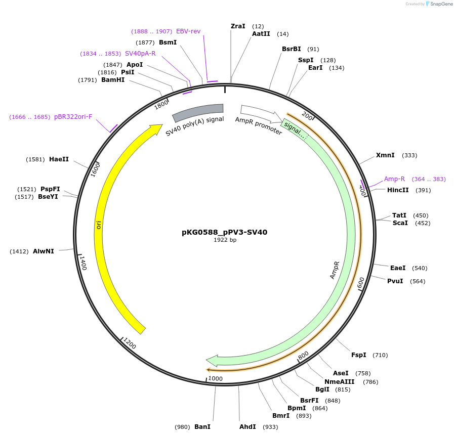 239702-plasmid-map-sequence-id-475943