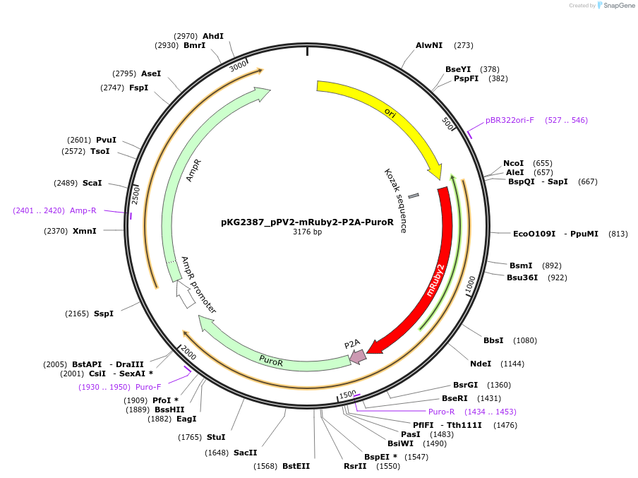 239696-plasmid-map-sequence-id-475944