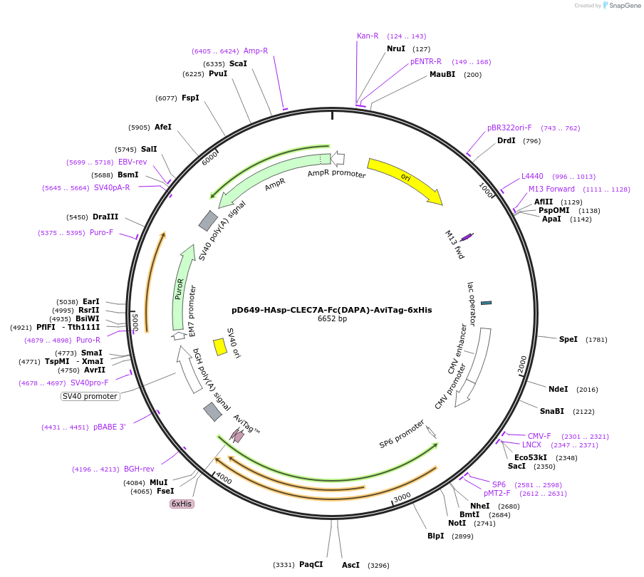 156586-plasmid-map-sequence-id-475945
