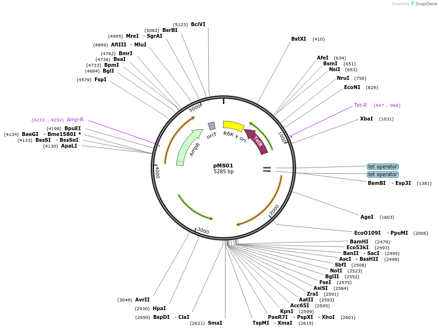 230064-plasmid-map-sequence-id-475946